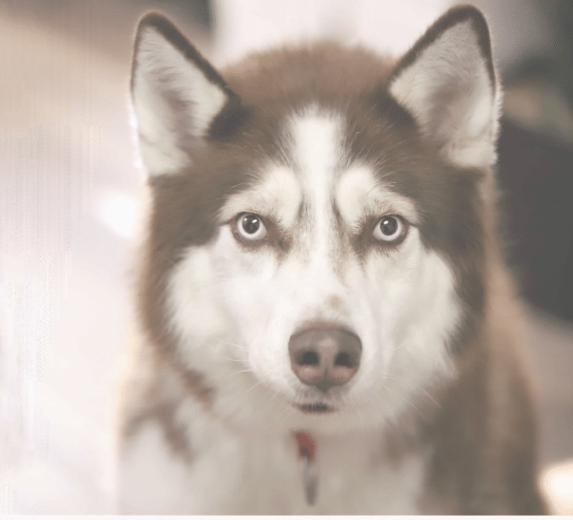 Dougie, a brown and white Siberian Husky for adoption through Norsled in Northern California (Walnut Creek)